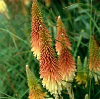 Kniphofia 'Strawberries and Cream', red hot poker, a perennial with spiky leaves and stiff stems of flowers in summer and autumn.