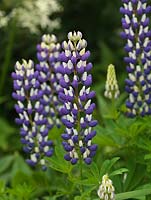 Lupinus 'The Governor', lupin, a perennial bearing flower spikes of deep blue and white flowers in summer.