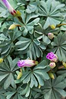 Oxalis adenophylla, a perennial forming dense mounds of grey-green foliage, above which pink buds peep, opening only in the sun. Thrives in rockeries of alpine troughs.