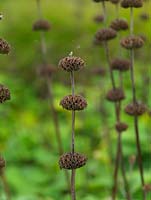 Phlomis russeliana bears whorls of hooded, yellow flowers on stiff stems. After petals fall, seedheads last a long time.