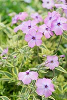 Phlox x procumbens 'Variegata', a miniature phlox with pink flowers and variegated leaves. Robust in spite of its spectacular variegations, it quickly forms low cushions with vivid rose pink flowers from spring. Suits alpine troughs.