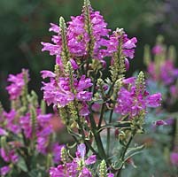 Physostegia virginiana, or Obedient plant, a spreading perennial with spires of bright lilac little flowers in summer.
