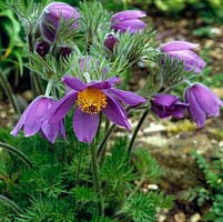 Pulsatilla vulgaris, Pasque flower, a perennial which in spring bears bell-shaped, silky, hairy flowers in shades of deep to pale purple.