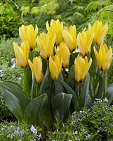 Tulipa 'Partitura'