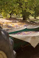 Mechanised method of harvesting ripe plums ready for drying.  Fruit is shaken from tree then softly collected by canvas aprons to avoid bruising. 