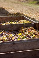 Large wooden crates of freshly picked plums and leaves in orchard