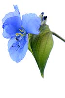 Commelina tuberosa Coelestis Group Dayflower  syn. Commelina coelestis 