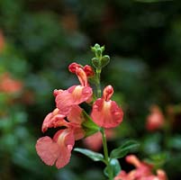 Salvia x jamensis Dysons Orangey Pink, a shrub bearing dainty salmon pink flowers from late summer into autumn.