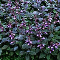 Salvia officinalis.  Flowering sage with spikes of lilac-blue flowers in summer above hairy, grey-green leaves, used as a popular culinary herb.