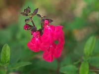 Salvia microphylla Cerro Potisi, an evergreen shrub which from late summer bears spikes of shocking pink flowers.