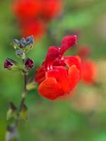 Salvia greggii 'Royal Bumble', a bushy shrub with red flowers from July well into autumn