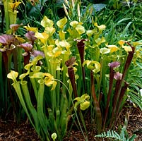 Sarracenia purpurea, pitcher plant, a carnivorous, insect-eating perennial which thrives in damp places.