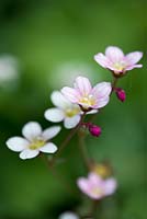 Saxifraga 'Silver Cushion', a mat forming, ground cover, evergreen perennial bearing pink and white flowers over grey green foliage from spring. Ideal for rockery, walls or alpine trough.