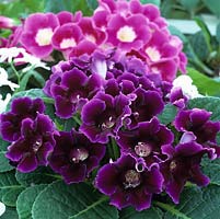 Sinningia speciosa - Florists gloxinia is a tuberous perennial grown under glass, flowering from summer into autumn.