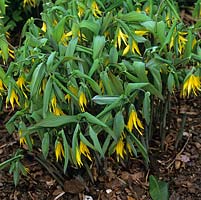Uvularia grandifloria, large Merrybells, rhizomatous perennial with downward pointing leaves and gold tubular bell-shaped flowers. Flowering in spring.