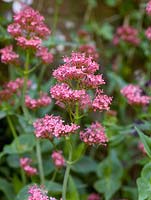 Valeriana officinalis, valerian, herbaceous perennial that flowers and self seeds all summer long.
