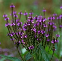 Verbena hastata, a perennial that self seeds and lasts well into autumn.