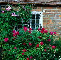 Rosa Charles de Mills clambers up an old brick outbuilding.
