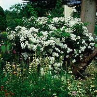Rosa Rambling Rector, a vigorous climber with scented semi-double white flowers, smothers an old tree.