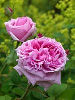 Rosa Felicia is a modern shrub rose with strongly fragrant, double pink flowers. Lime green background of Alchemilla mollis