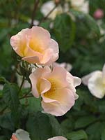 Rosa Sally Holmes has creamy white flowers, each with five petals offset against glossy, deep green leaves. Fragrant.