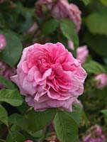 Rosa 'Mary Rose', a modern, medium pink shrub rose with a slight fragrance.