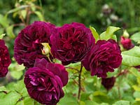 Rosa 'Munstead Wood', a heavily scented deep crimson shrub rose.