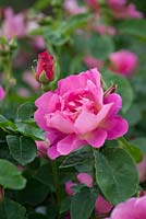 Rosa 'The Herbalist', an English rose with lightly fragranced semi-double flowers.