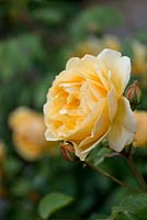 Rosa 'Graham Thomas', English rose, named after the renowned horticulturalist. Voted in 2012 the world's favourite rose by the World Federation of Rose Societies which represents 41 countries.