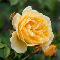 Rosa 'Graham Thomas', English rose, named after the renowned horticulturalist and a good friend of Mr Austin's. Voted in 2012 the world's favourite rose by the World Federation of Rose Societies which represents 41 countries.