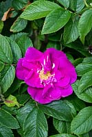 Rosa 'Hansa', a rugosa rose, extremely tough and long flowering.