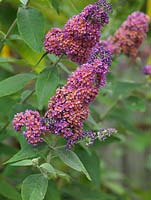 Buddleja weyeriana Bicolor - syn. B. Flower Power, Butterfly Bush, a summer flowering shrub with pink panicles attractive to insects.
