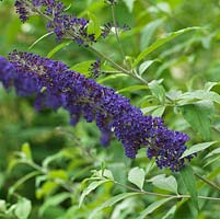 Buddleja davidii 'Blue Horizon', Butterfly Bush, a summer flowering shrub with panicles of deep blue flowers attractive to insects.