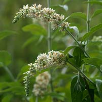 Buddleja fallowiana var alba, Butterfly Bush, a summer flowering shrub with panicles of white flowers attractive to insects.