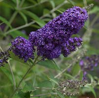 Buddleja davidii 'Persephone', Butterfly Bush, a summer flowering shrub with panicles of bright purple flowers attractive to insects.