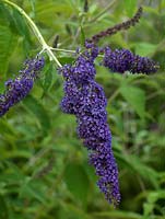 Buddleja davidii 'Orpheus', Butterfly Bush, a summer flowering shrub with panicles of purplish blue flowers attractive to insects.