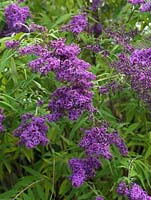 Buddleja davidii 'Dartmoor', Butterfly Bush, a summer flowering shrub with panicles of purplish pink flowers attractive to insects.