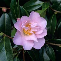 Camellia x williamsii cultivar, a gift from Lionel Fortescue to the Mildmay-White family some decades ago.