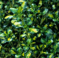 Coprosma repens 'Picturata', looking glass plant, striking foliage plant
