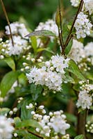 Deutzia parviflora, a deciduous shrub with masses of white flowers in April