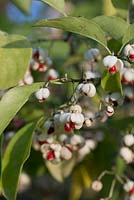 Euonymus hamiltonianus 'Popcorn', spindle, a shrub that bears white autumn fruits that split to reveal red seeds within during October and November