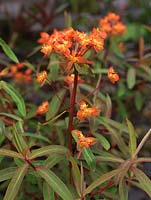 Euphorbia griffithii Fireglow, a herbaceous perennial with fiery heads in spring and summer.
