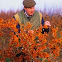 Chris Lane, holder of a National Collection of Hamamelis at Witch Hazel Nursery, beside a line of fragrant Hamamelis x intermedia Aphrodite, a witch hazel tree.