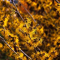 Hamamelis x intermedia 'Andrea', a small deciduous tree bearing spidery clusters of sulphur yellow flowers