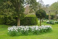 Narcissus 'Actaea' - Naturalised daffodils in grass with box hedge and yew topiary