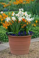 Narcissus tazetta 'Geranium', wallflowers and violas