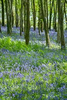 Bluebell wood in Dorset