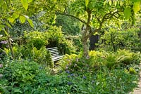 Town garden with Medlar tree underplanted with ferns, aquilegias, astrantia, centaurea and peonies. Garden bench.