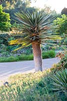 Dracaena draco. Suzy Schaefer's garden, Rancho Santa Fe, California, USA