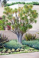 Aloe bainesii, Tree Aloe. Suzy Schaefer's garden, Rancho Santa Fe, California, USA